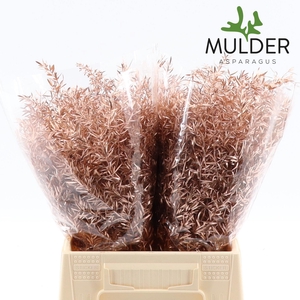 Asp Klb H% Cwebe Copper