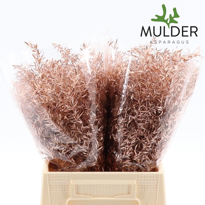 <h4>Asp Klb H% Cwebe Copper</h4>