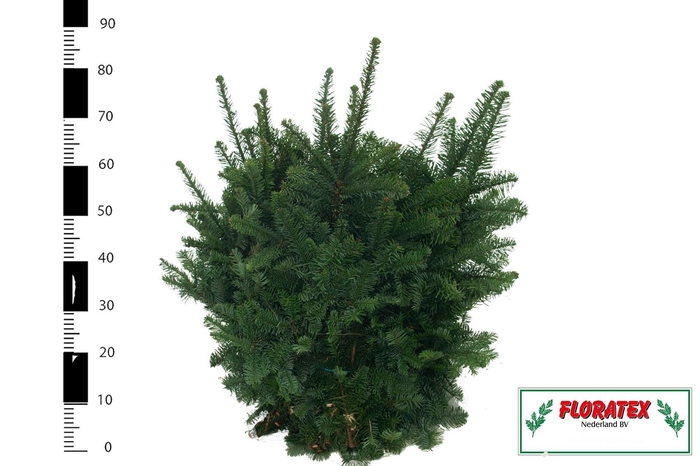 <h4>ABIES NOB BLAUW BS</h4>