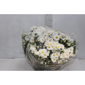 CRISANTEMO BOLA BELGA C18 BRANCO