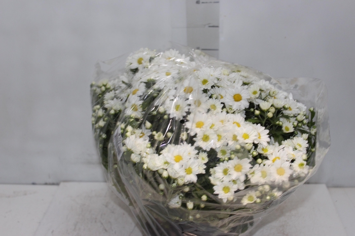 CRISANTEMO BOLA BELGA C18 BRANCO