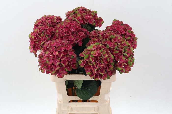 <h4>Hydr M Mag Charlotte</h4>