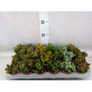 Crassula   ...mix