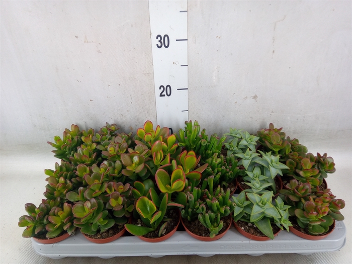 <h4>Crassula   ...mix</h4>