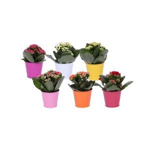 Kalan Mini Gev Gemengd Zink Gekleurd