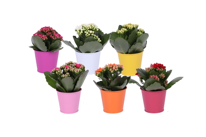 <h4>Kalan Mini Gev Gemengd Zink Gekleurd</h4>