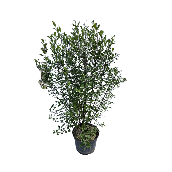 <h4>Pittosporum tenuifolium</h4>