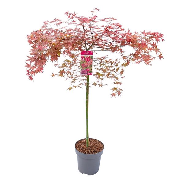 <h4>Acer palm. 'Beni Maiko'</h4>