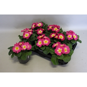 Primula acaulis Pink Bicolor