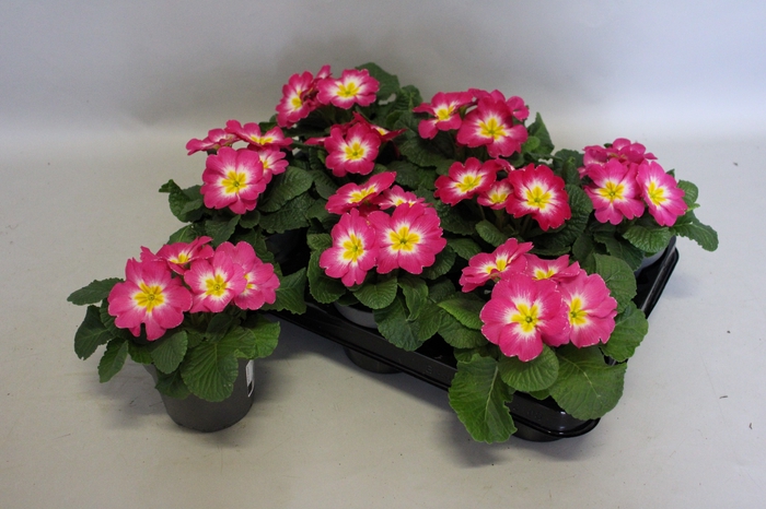 <h4>Primula acaulis Carmine Bicolor</h4>