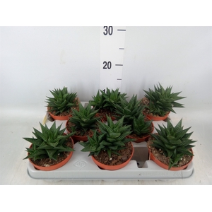 Haworthia limifolia