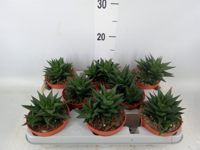 <h4>Haworthia limifolia</h4>