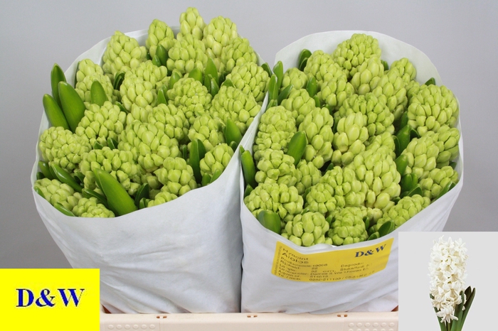 <h4>HYAC AIOLOS</h4>