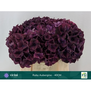 HYDR M MAG RUBYRED P