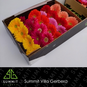 GE GR MIXED GREEN EYE