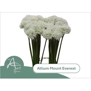 ALLIUM MOUNT EVEREST 80 cm