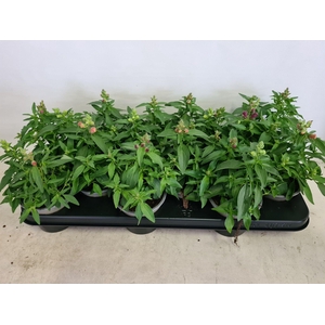 Antirrhinum gemengd