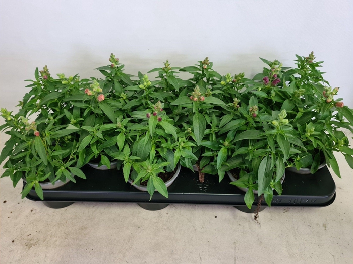 <h4>Antirrhinum gemengd</h4>