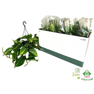 Philodendron Scandens Brasil 15Ø 40cm