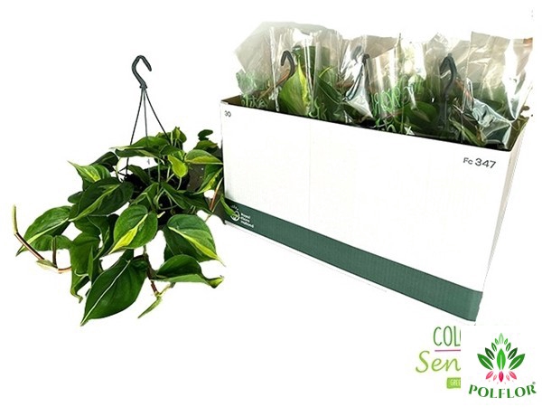 Philodendron Scandens Brasil 15Ø 40cm