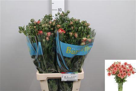 <h4>Ran Butterfly Eris</h4>