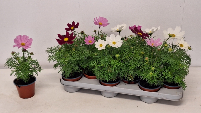 <h4>COSM BIPINNATUS</h4>