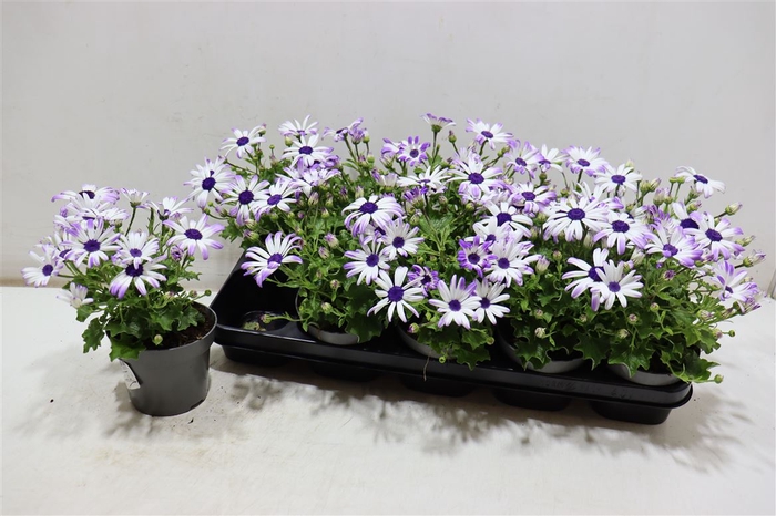 <h4>Peri C Sen White Blue</h4>