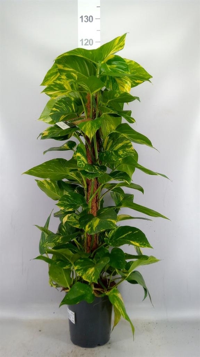 <h4>Epipremnum pinn.   ...moss stick</h4>