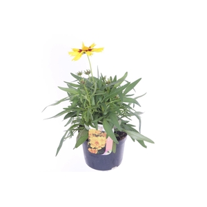 Coreopsis grand. Uptick Yellow&Red