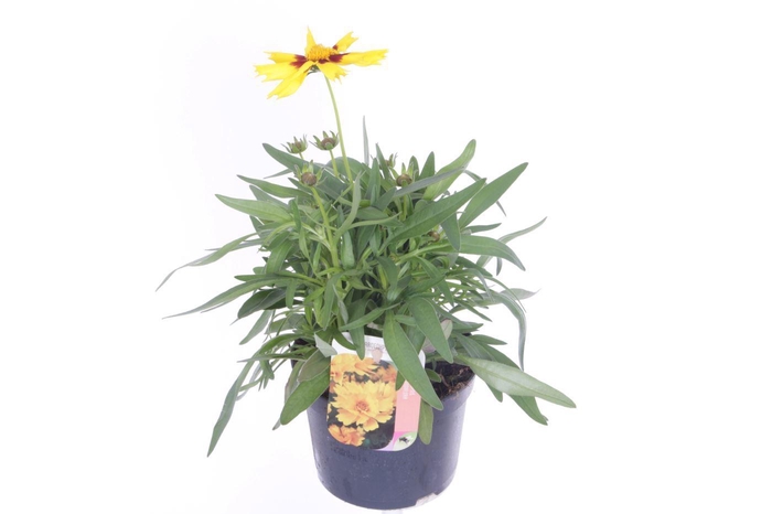 <h4>Coreopsis grand. Uptick Yellow&Red</h4>