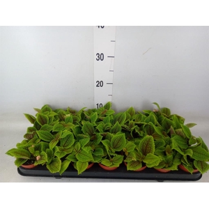 Pilea mollis 'Moon Valley'