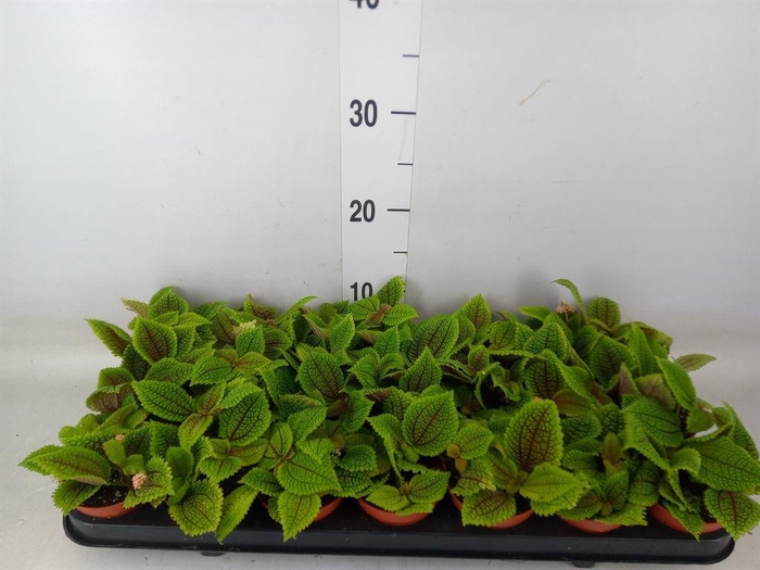 <h4>Pilea mollis 'Moon Valley'</h4>