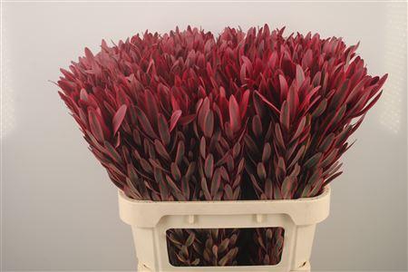 <h4>Leucad Jester</h4>