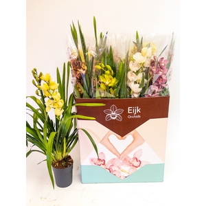 .Cymbidium gemengd