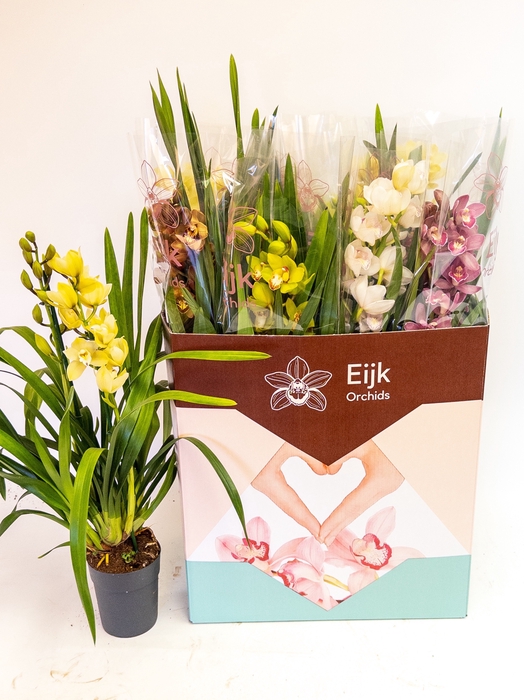 <h4>.Cymbidium gemengd</h4>
