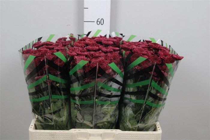 <h4>Chr S Jinda Red</h4>