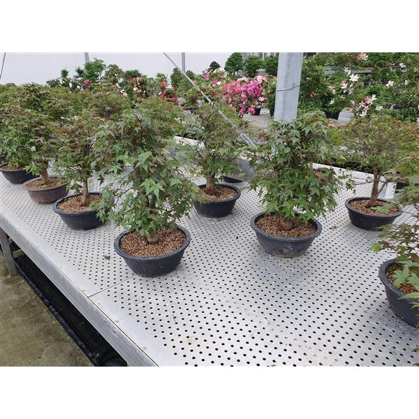 <h4>Acer palmatum 'Deshojo', in 27 cm trainingspot.</h4>