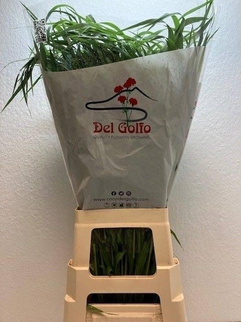 <h4>PANIC FOUNTAIN</h4>