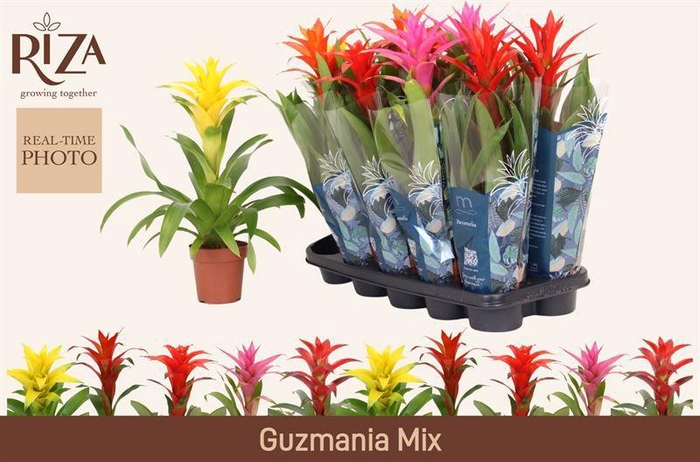 <h4>GUZM GEM 5 SRT</h4>