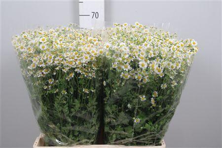 <h4>Tana Pa Cameron</h4>