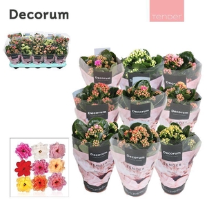 Kalanchoe Decorum TENDER - Serenity mix