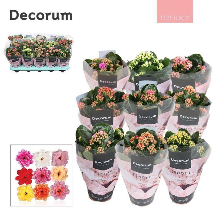 Kalanchoe Decorum TENDER - Serenity mix