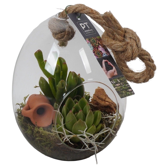 <h4>PTGIG2102 Arrangement Greens in glass in glazen ei</h4>