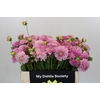 Dahlia Pink Silk