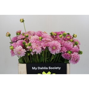 Dahlia Pink Silk