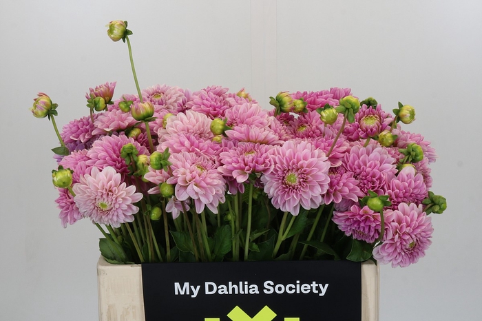 Dahlia Pink Silk