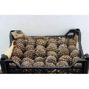 Pinea Groot X30 Crate