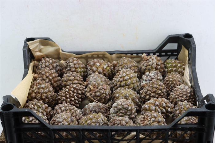 Pinea Groot X20 Crate