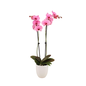 Hugo White Phal I Am Pink 2T14+