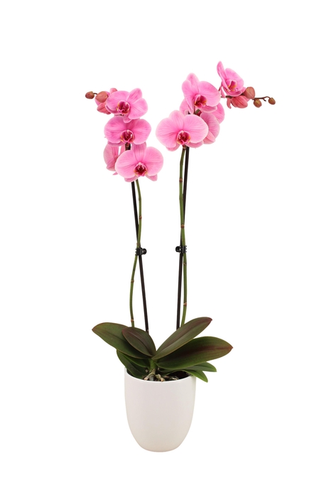 <h4>Hugo White Phal I Am Pink 2T14+</h4>
